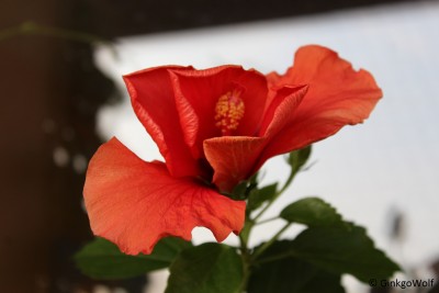 Hibi_rot_2016_09_12 (1).JPG