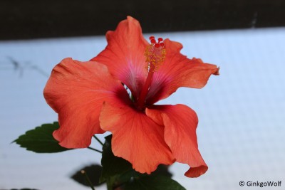 Hibi_rot_2016_09_12 (2).JPG