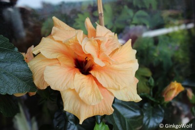 Hibi_cremegefllt_2016_09_12 (1).JPG