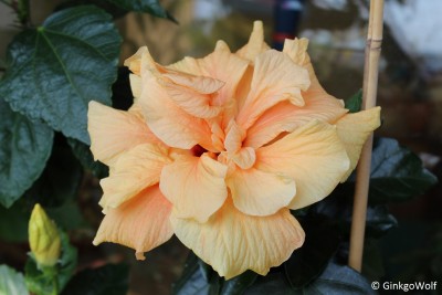 Hibi_cremegefllt_2016_09_12 (2).JPG