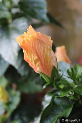 Hibi_cremegefllt_2016_09_12 (3).JPG