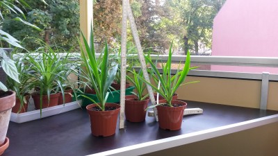 20160913_100954.jpg