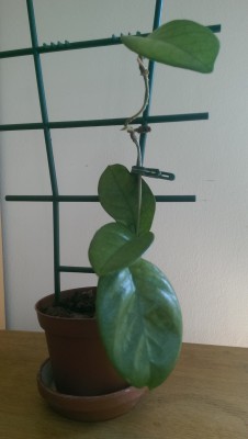 IMAG0421.jpg
