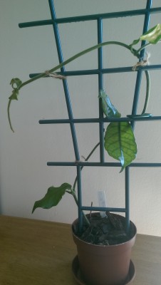 IMAG0422.jpg