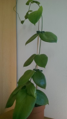 IMAG0423.jpg
