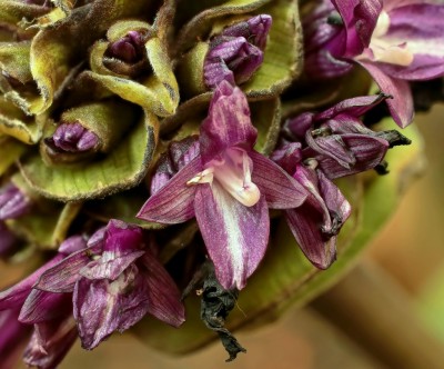Goeppertia zebrina ´Humilior´ (2).jpg