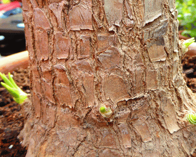 P1030529.gif