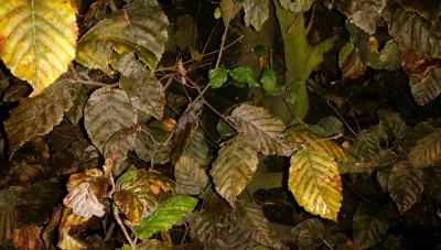 Baum-Blätter mit Anomalie - Nahansicht.jpg