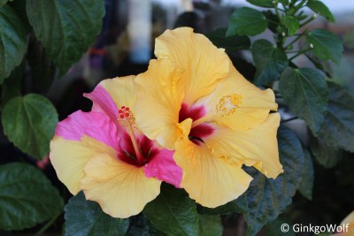 Hibi_gelb_2016_09_18 (1).JPG