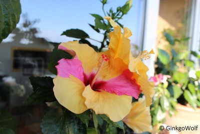 Hibi_gelb_2016_09_18 (2).JPG