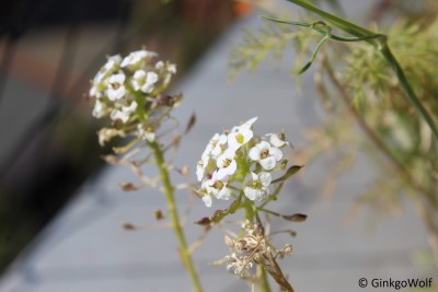 Sommerblumen (6).JPG