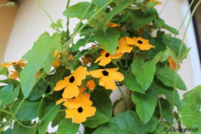 Sommerblumen (10).JPG