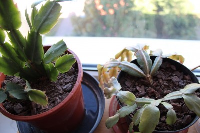 Schlumbi_2016_09_19 (2).JPG