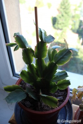 Schlumbi_2016_09_19 (1).JPG