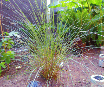 P1030590.gif