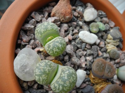 DSCN6926-k.jpg