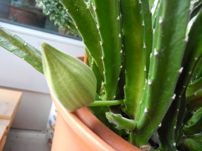 DSCN6924-k.jpg