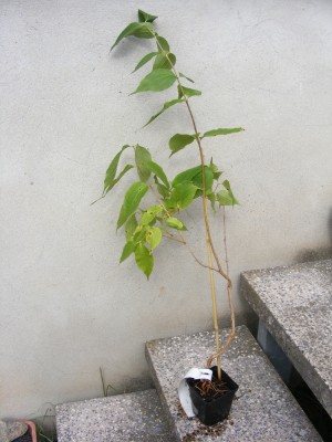 DSCF8285a.JPG