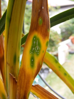 DSCF8291a.JPG