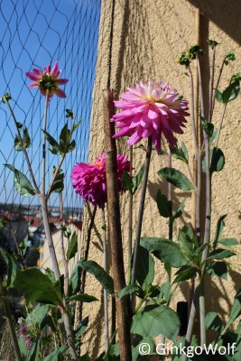 Dahlia_2016_09_19.JPG