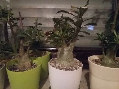 20160922_193357.jpg