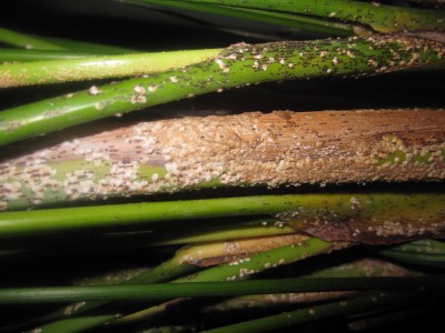 fensterblatt Monstera Deliciosa (Fensterblatt)