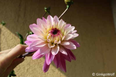 Dahlia_2016_09_23 (1).JPG