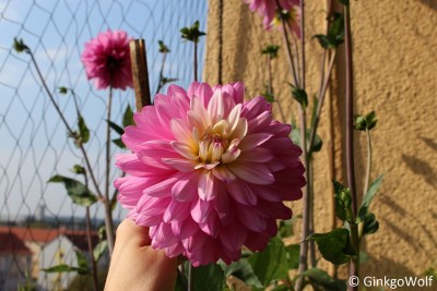 Dahlia_2016_09_23 (2).JPG