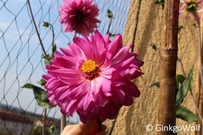 Dahlia_2016_09_23 (3).JPG