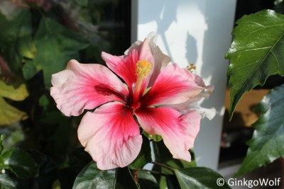 Hibi_weißrosa_2016_09_23 (1).JPG