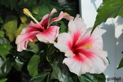 Hibi_weißrosa_2016_09_23 (2).JPG