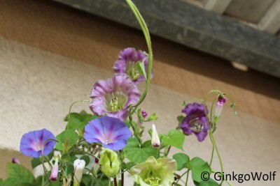 Cobaea_blueht_2016_09_23 (1).JPG