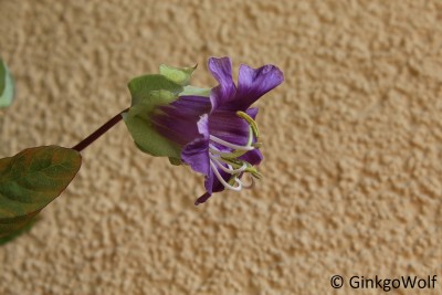 Cobaea_blueht_2016_09_23 (3).JPG