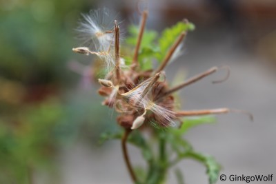 makro_Pelargonium.JPG