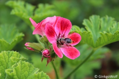 Biene_anPelargonium (1).JPG