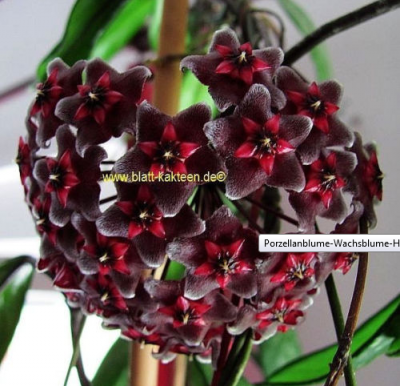 hoya royal hawaiian purple.png