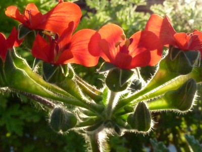 20160916 069 - Kopie.JPG