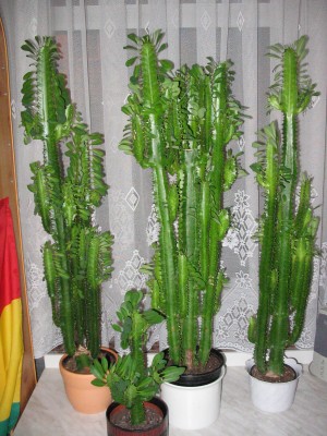 Euphorbia trigona.JPG