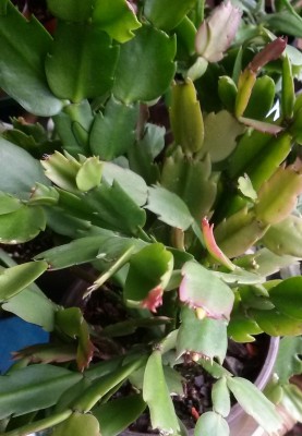 20160929 Limelight Dancer.jpg