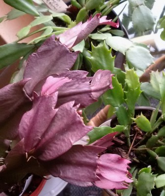 20160929_Samba Brazil.jpg