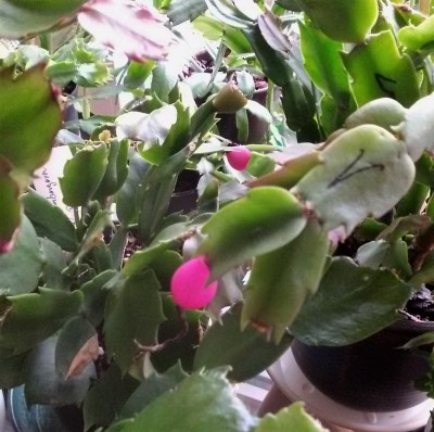 20160929_Limelight Russian Dancer.jpg