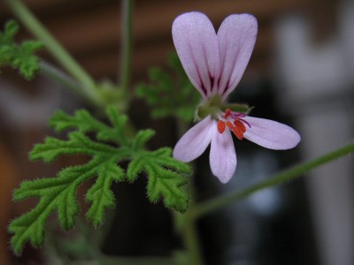 P. radens Dagenbach 3 HS g24.JPG