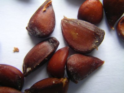 Makro 001.JPG