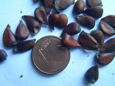 makro 005.JPG