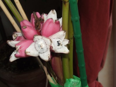 DSCF6337.JPG