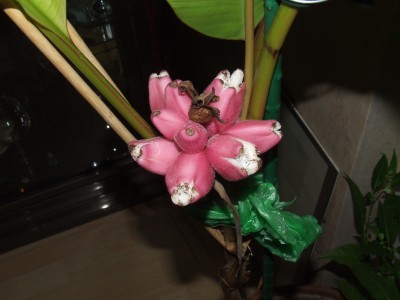 DSCF6330.JPG