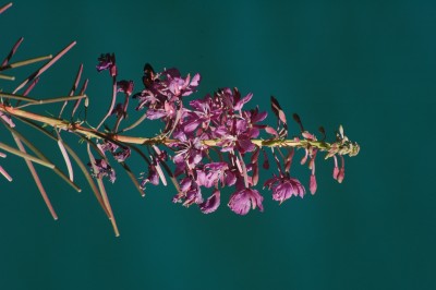 DSC_0024.JPG