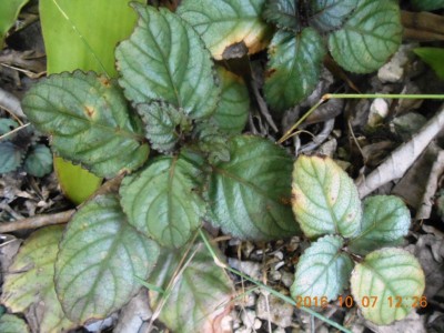 DSCN25671.jpg
