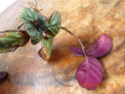 DSCN25681.jpg