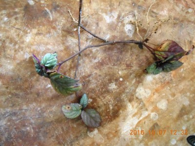 DSCN25691.jpg